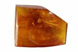 Detailed Fossil Spider (Aranea) In Baltic Amber #93885-1